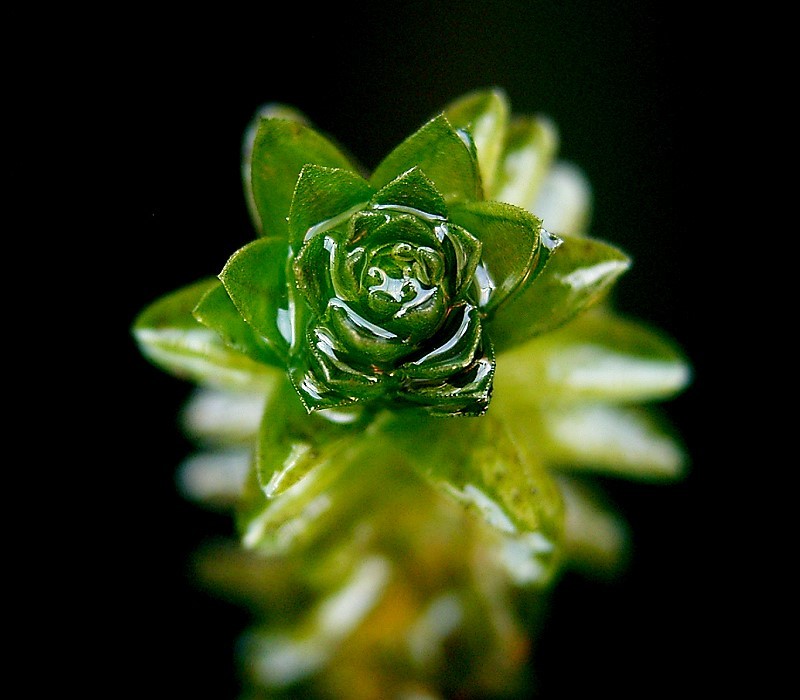 Close-up of green leaves at the tip of an Elodea pondweed shoot.