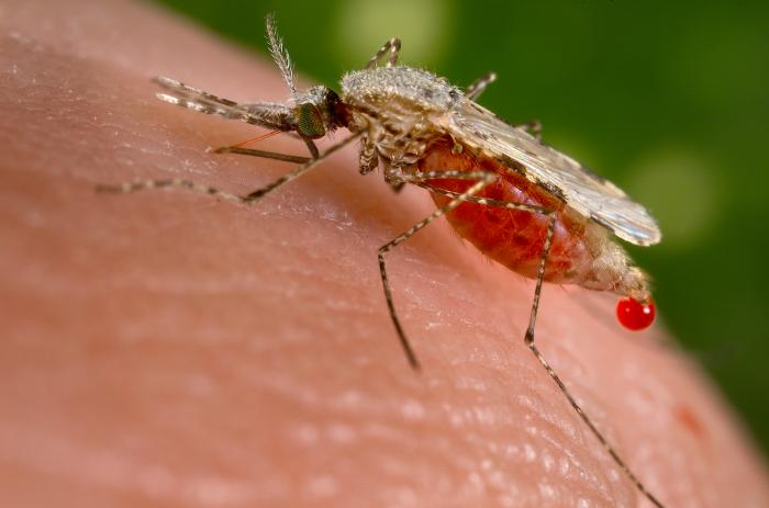A mosquito with long legs and a proboscis feeding through skin.